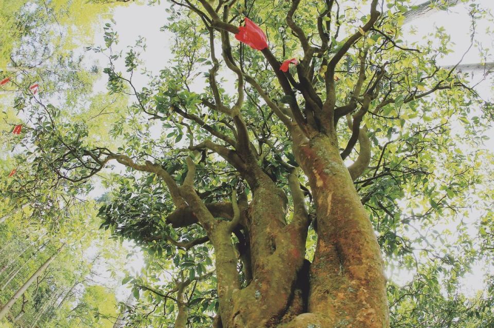 官网, 黔西南山地, 一起在茶山 官网, 黔西南山地, 一起在茶山