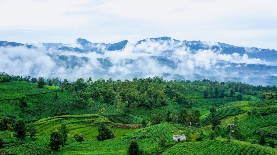 全国早茶核, box, 公里的组别 全国早茶核, box, 公里的组别